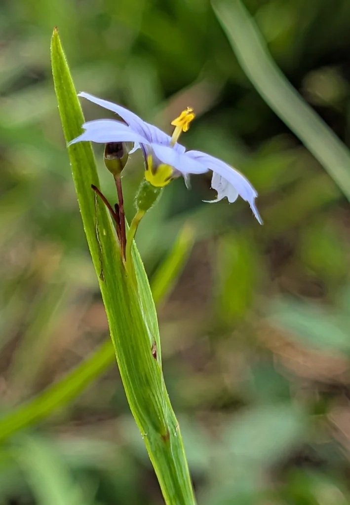 Sisyrinchium Angustifolium
