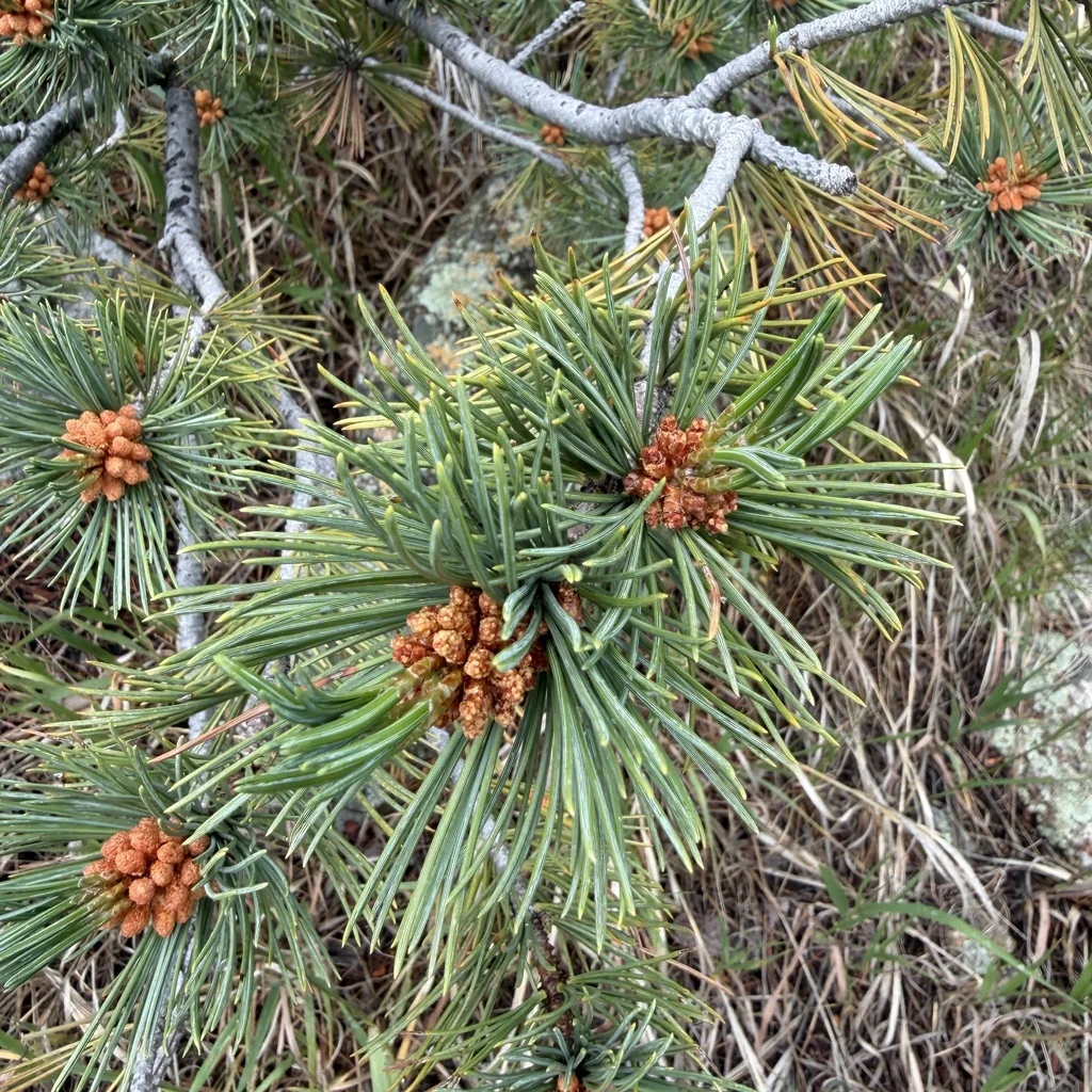 Pinus Flexilis