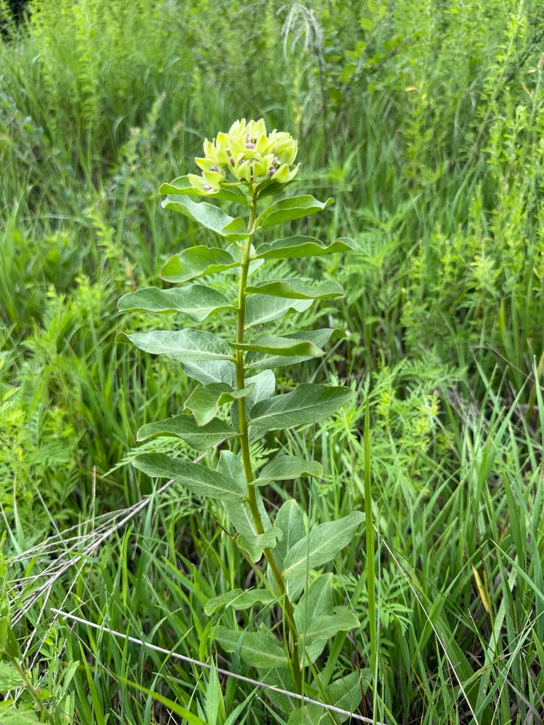 Asclepias Viridis