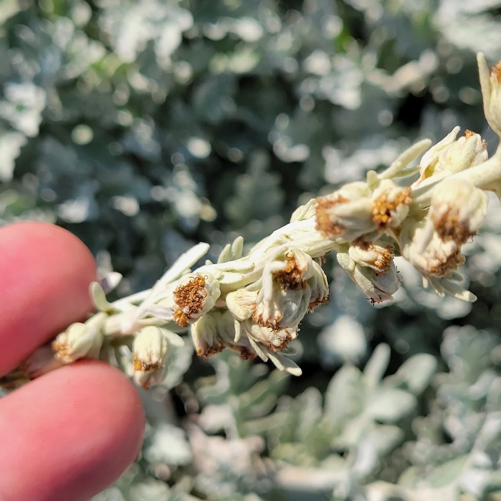 Artemisia stelleriana