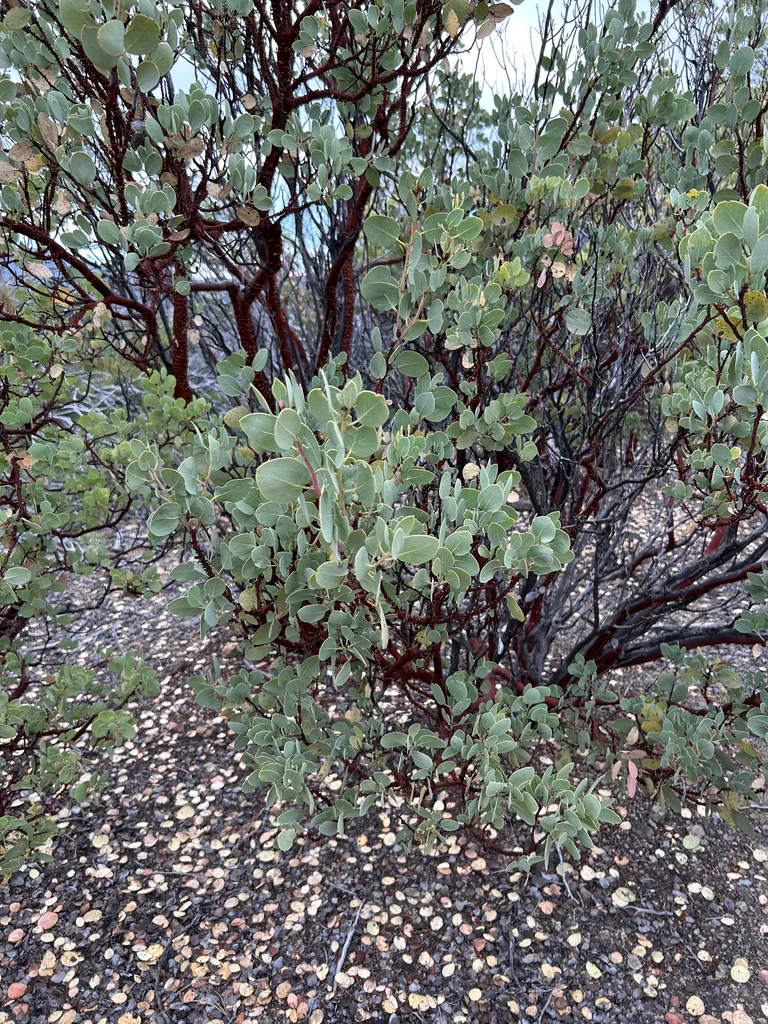Arctostaphylos Viscida