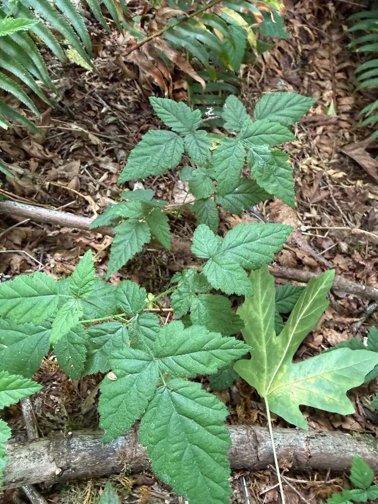 Rubus Ursinus