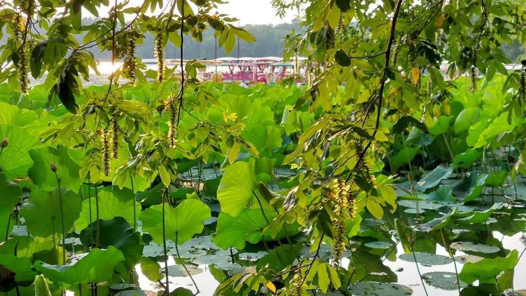 Nelumbo Nucifera