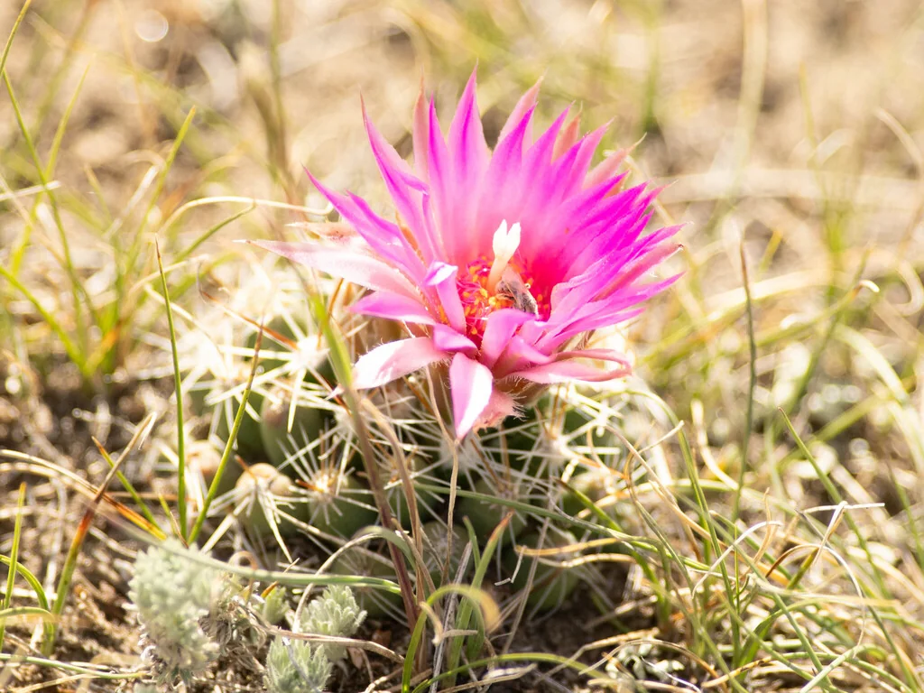 Escobaria Vivipara