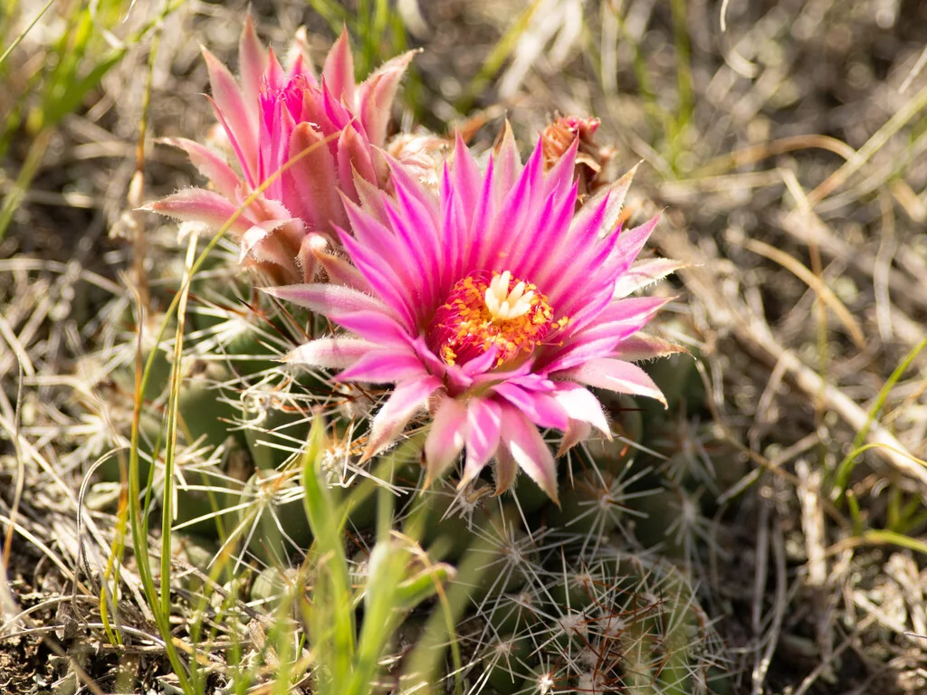 Escobaria Vivipara