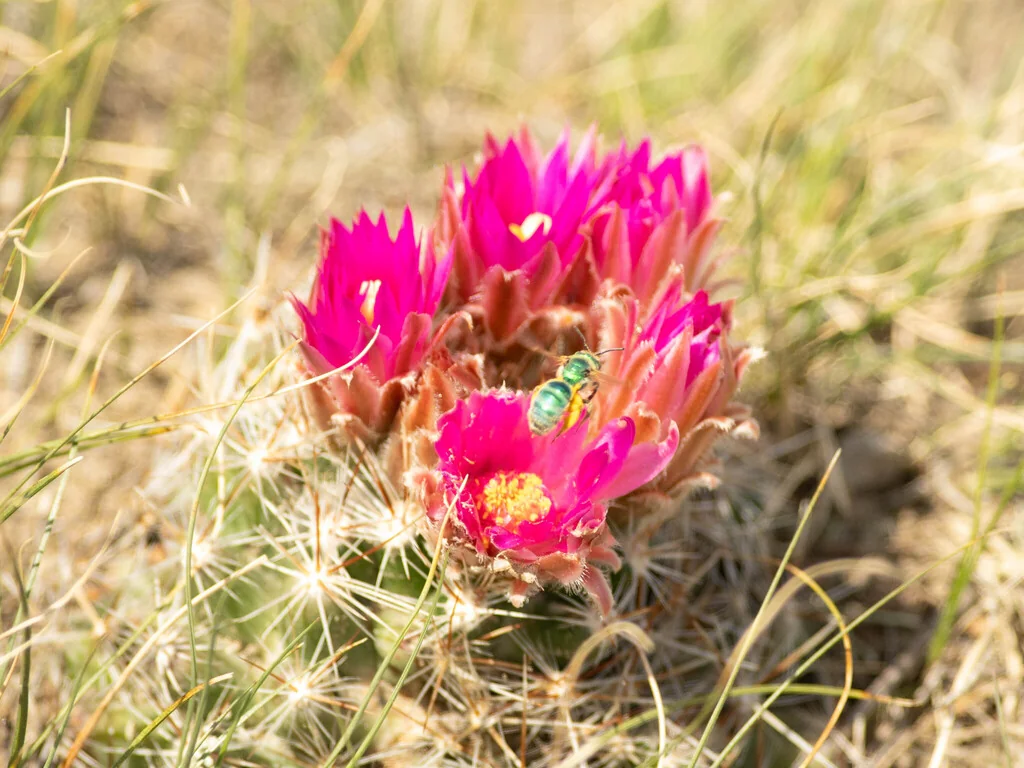 Escobaria Vivipara