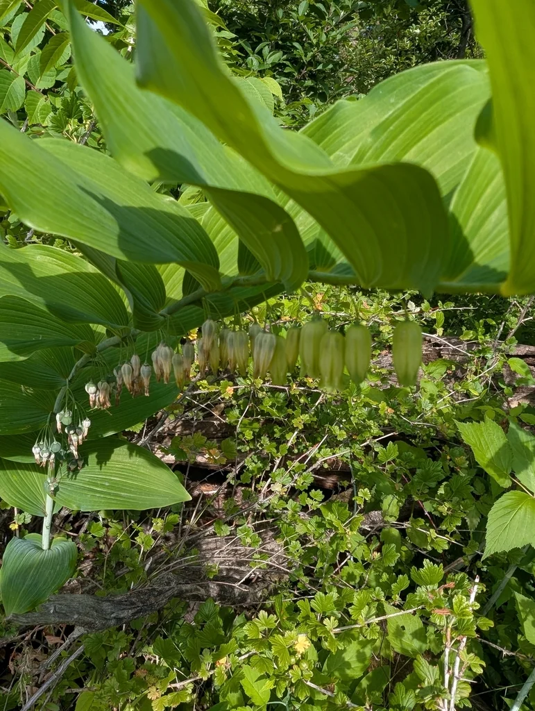 Polygonatum Biflorum