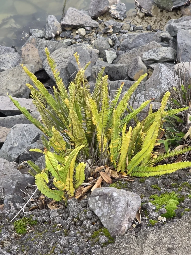 Nephrolepis cordifolia