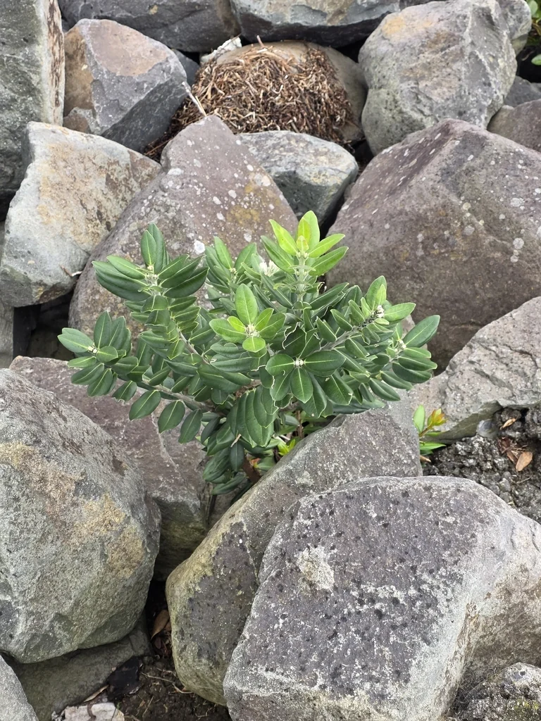 Metrosideros Excelsa