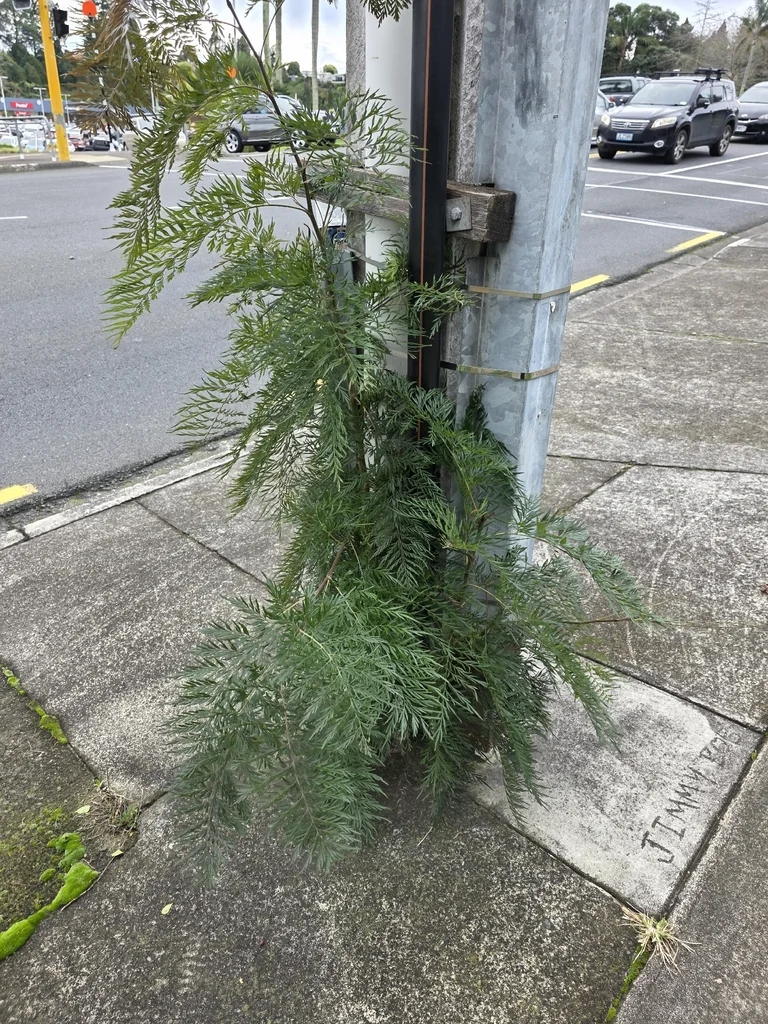 Grevillea Robusta