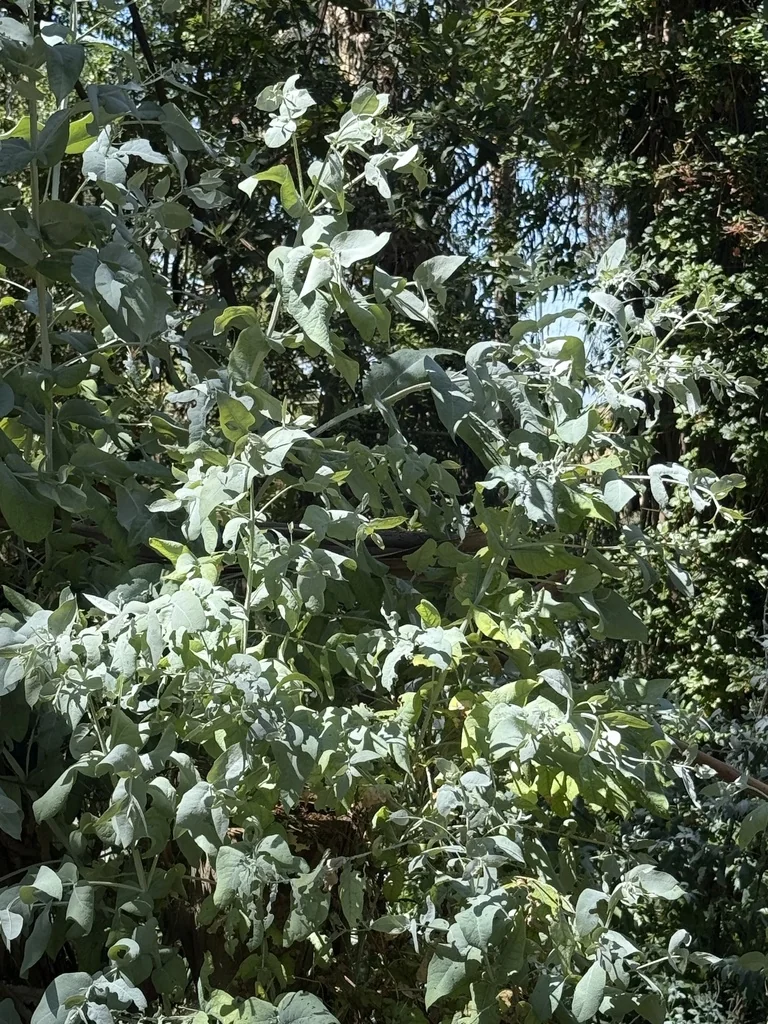 Eucalyptus Globulus