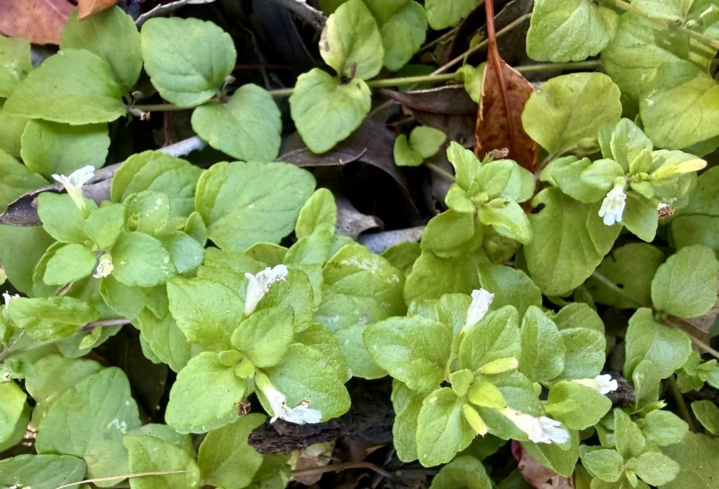 Satureja Douglasii