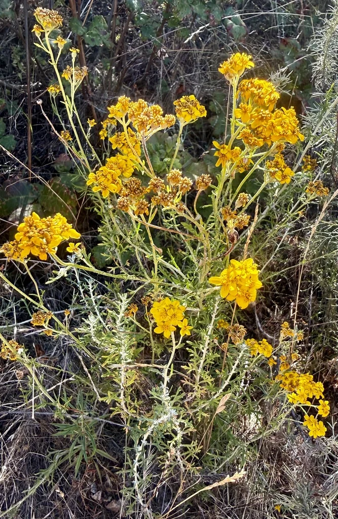 Eriophyllum Confertiflorum