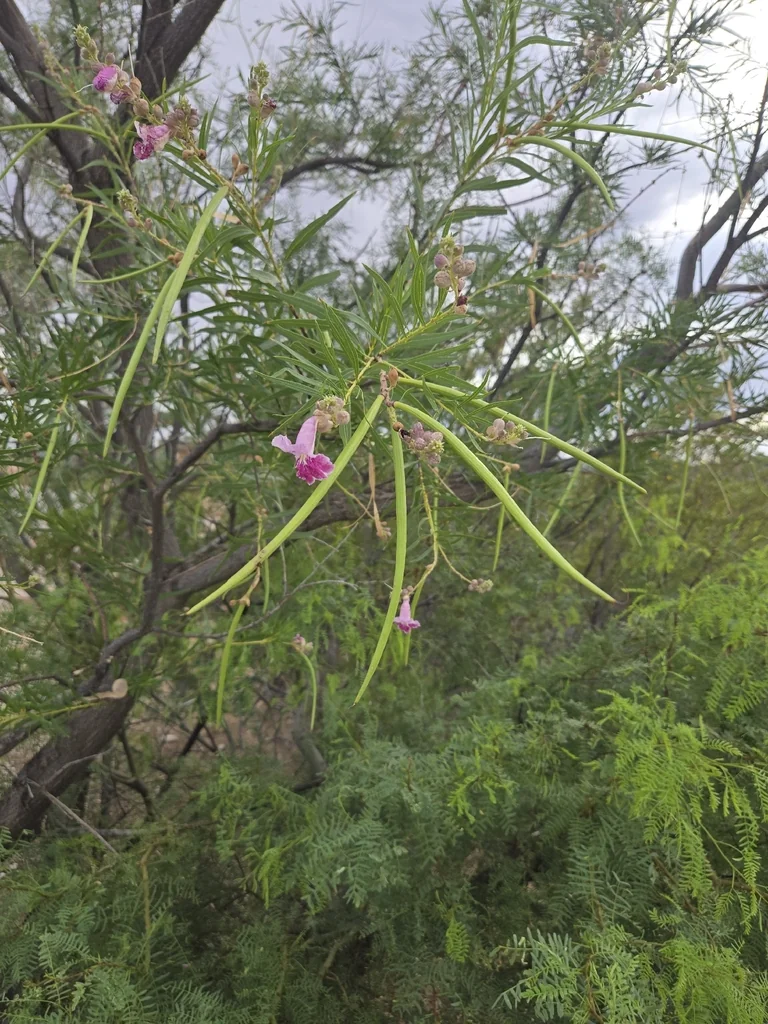 Chilopsis Linearis