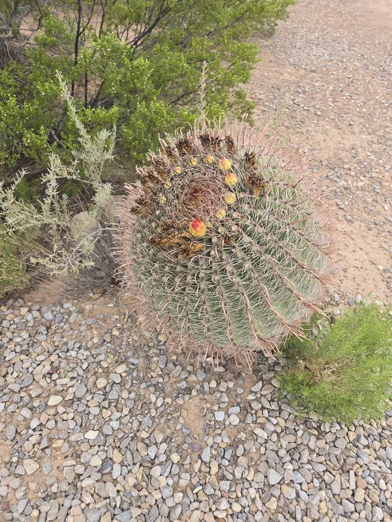 Ferocactus Wislizeni