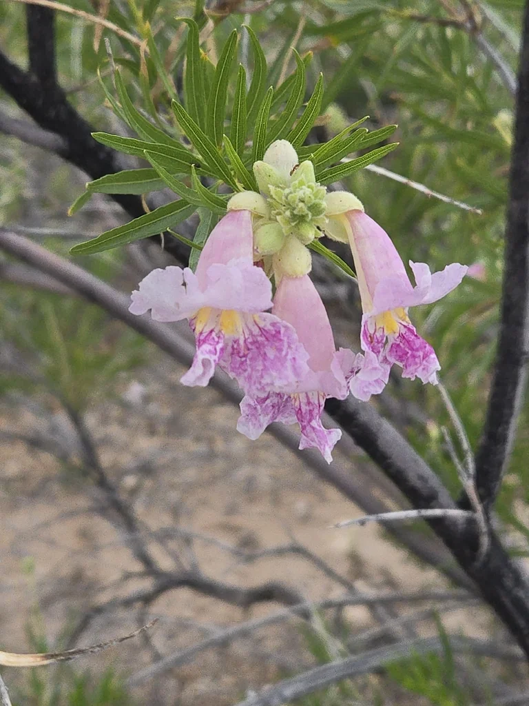 Chilopsis Linearis
