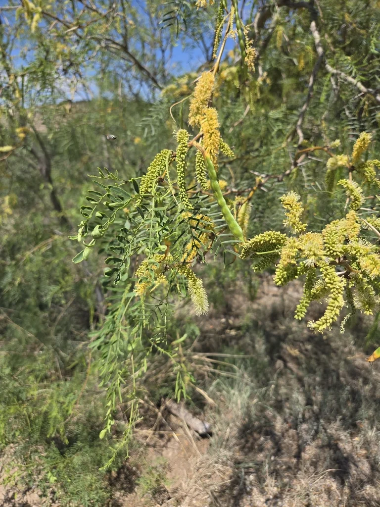 Prosopis Glandulosa