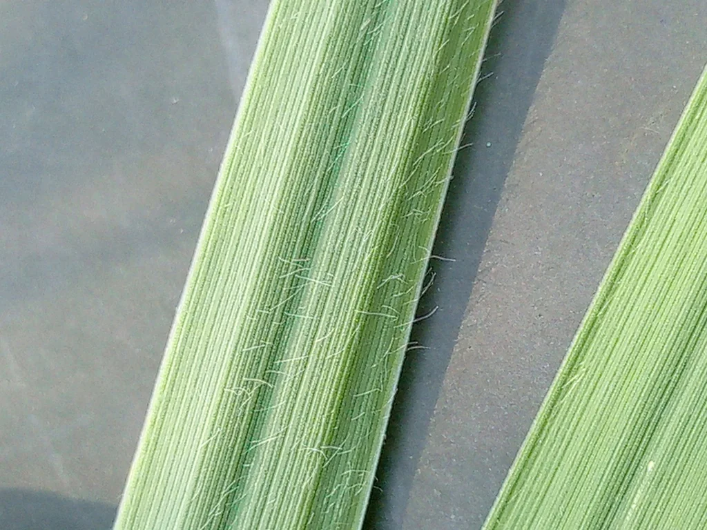 Molinia Caerulea