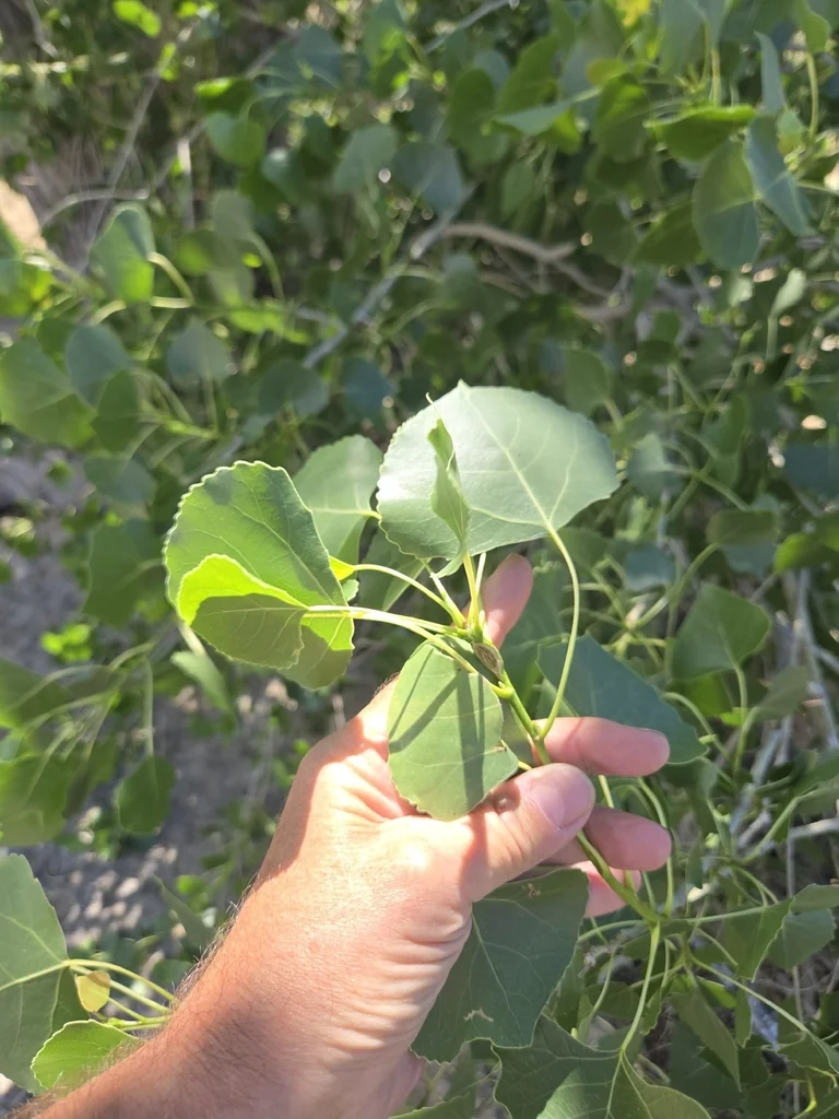 Populus Fremontii