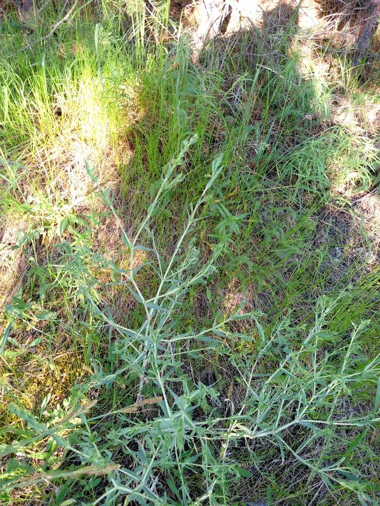 Gypsophila paniculata