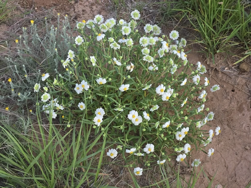 Melampodium Leucanthum