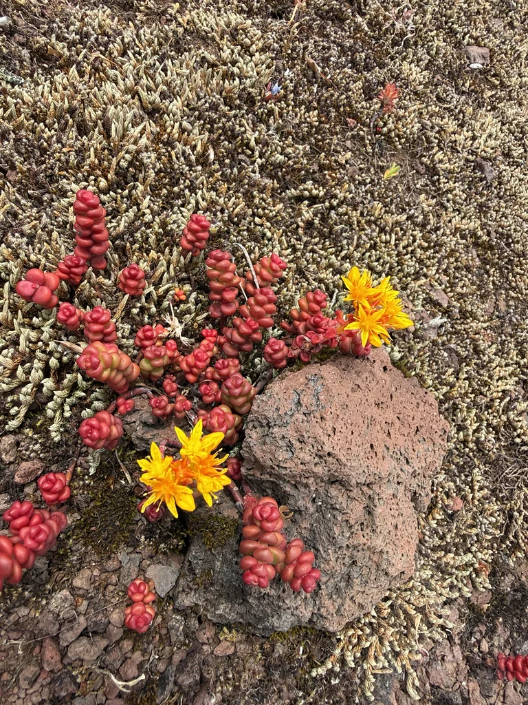Sedum Divergens