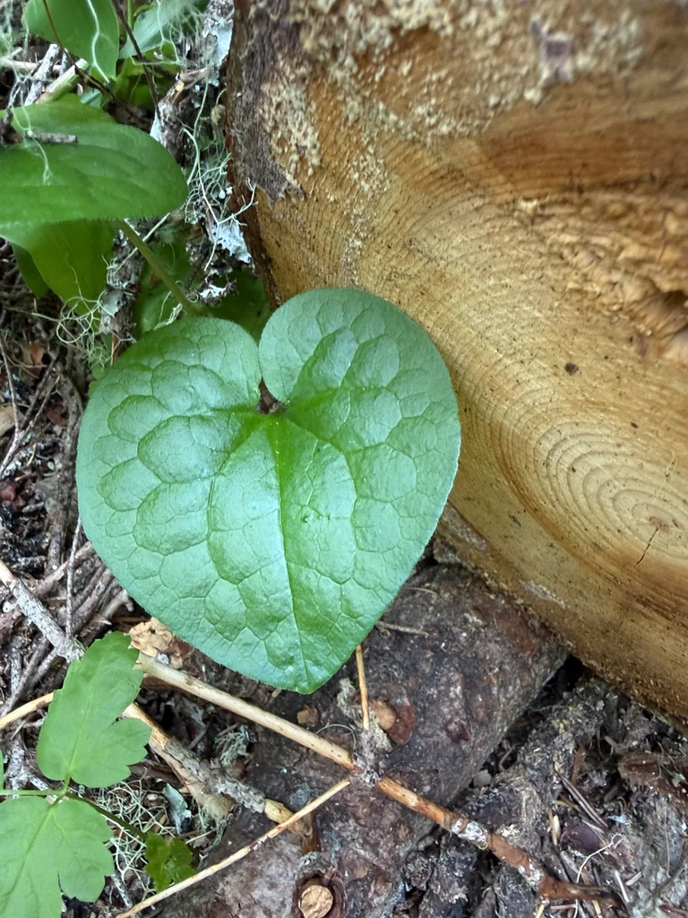 Asarum Caudatum