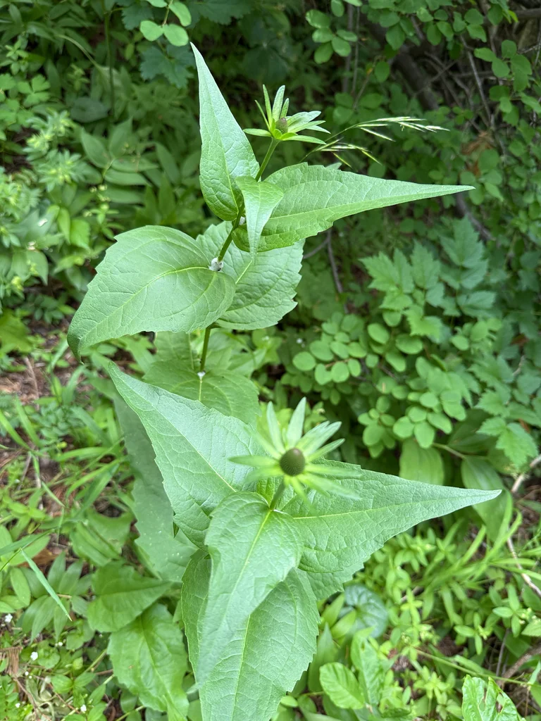Rudbeckia Occidentalis