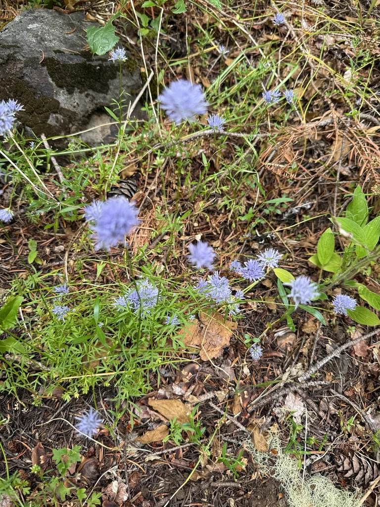 Gilia Capitata