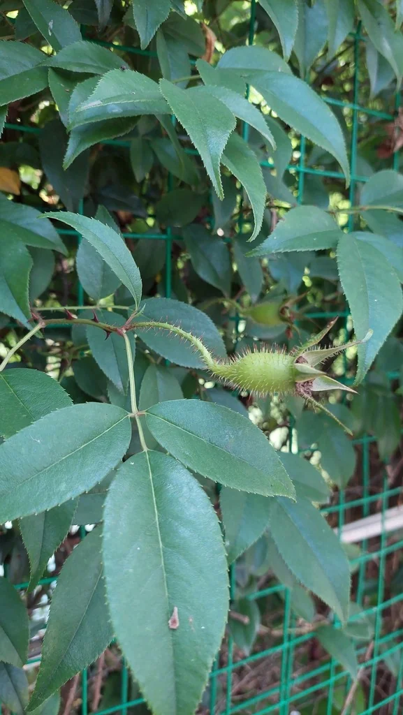 Rosa Laevigata