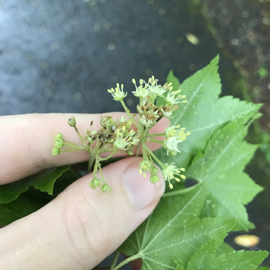 Acer Sieboldianum