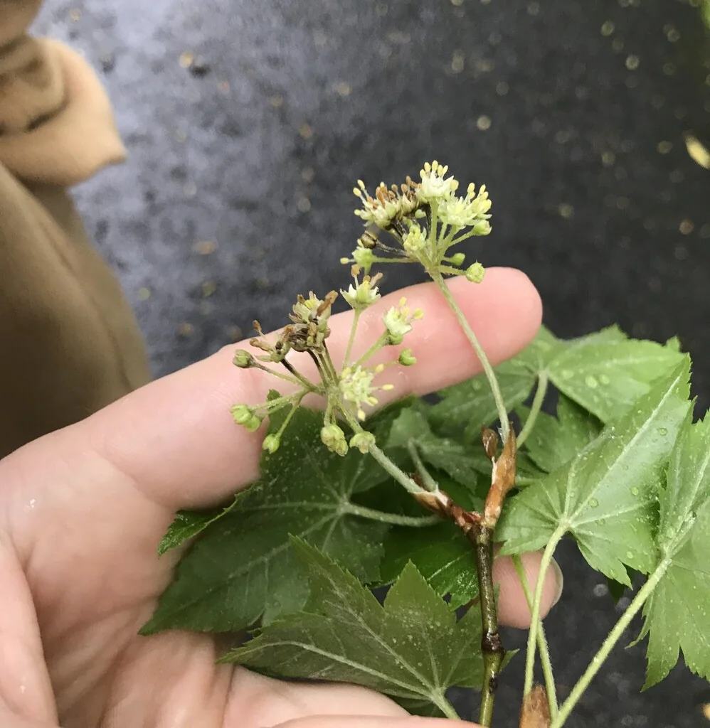 Acer Sieboldianum