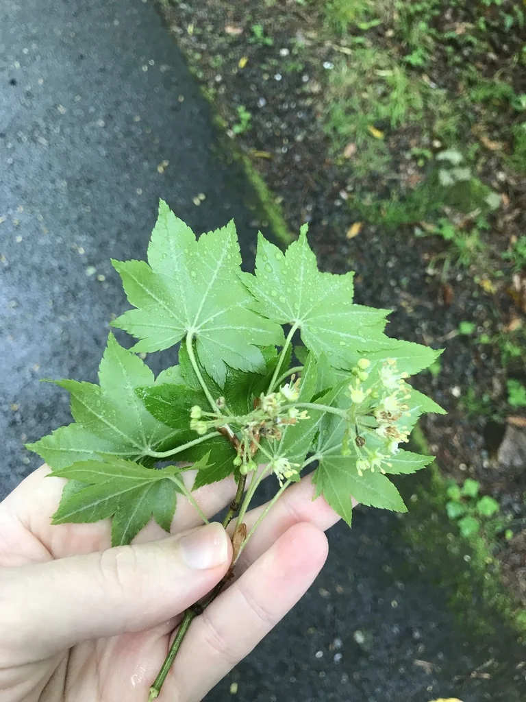 Acer Sieboldianum