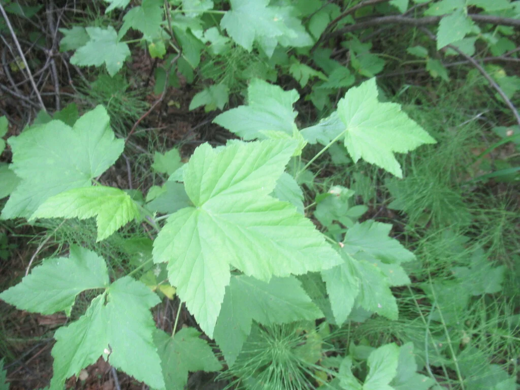 Ribes Nigrum