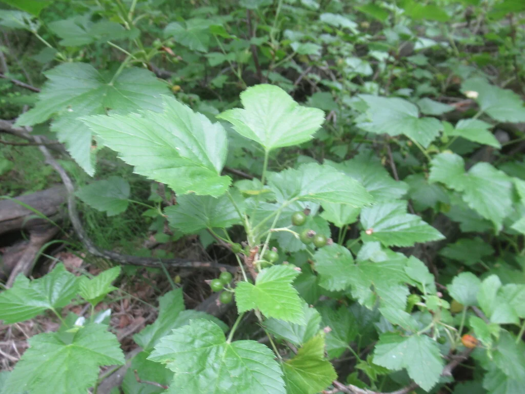 Ribes Nigrum
