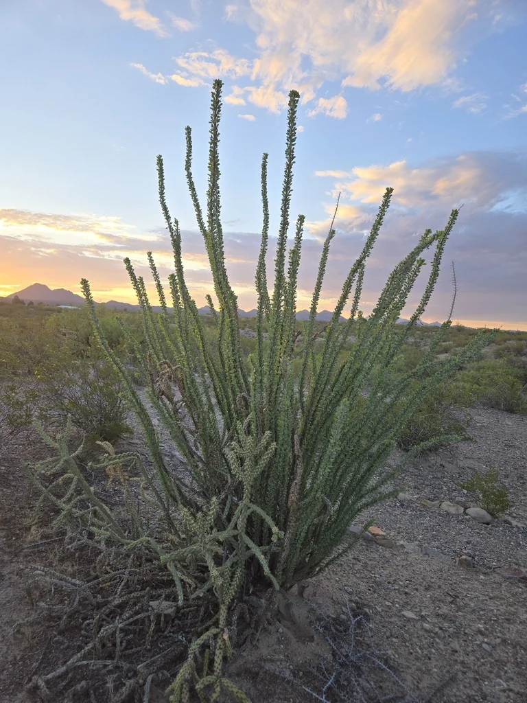 Fouquieria Splendens