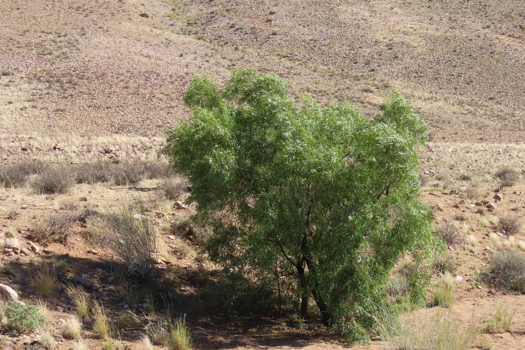 Rhus Lancea