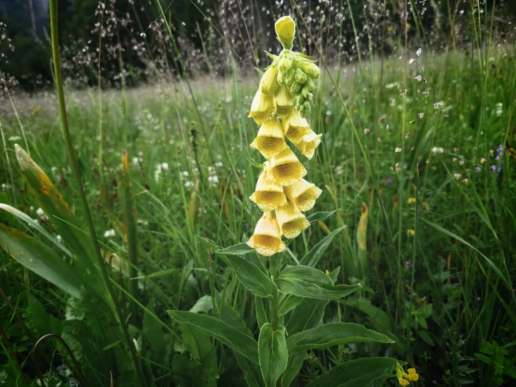 Digitalis Grandiflora