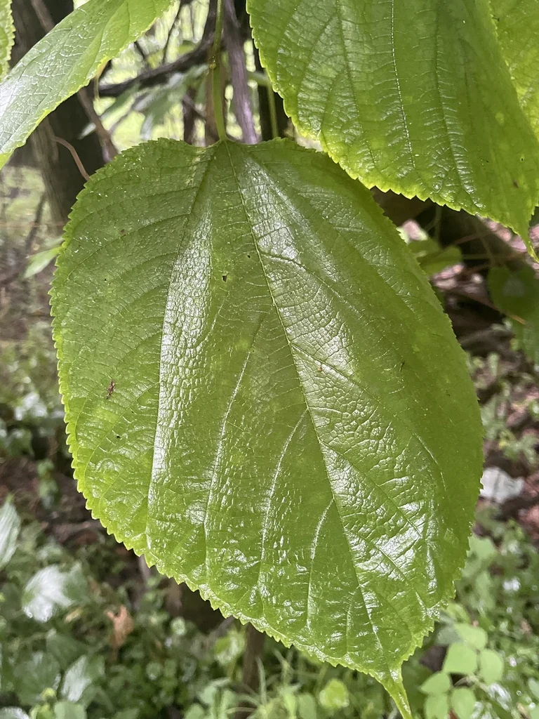 Morus Rubra