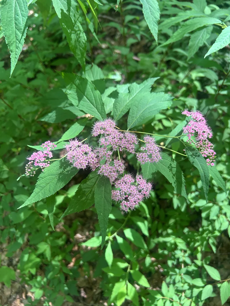Spiraea japonica