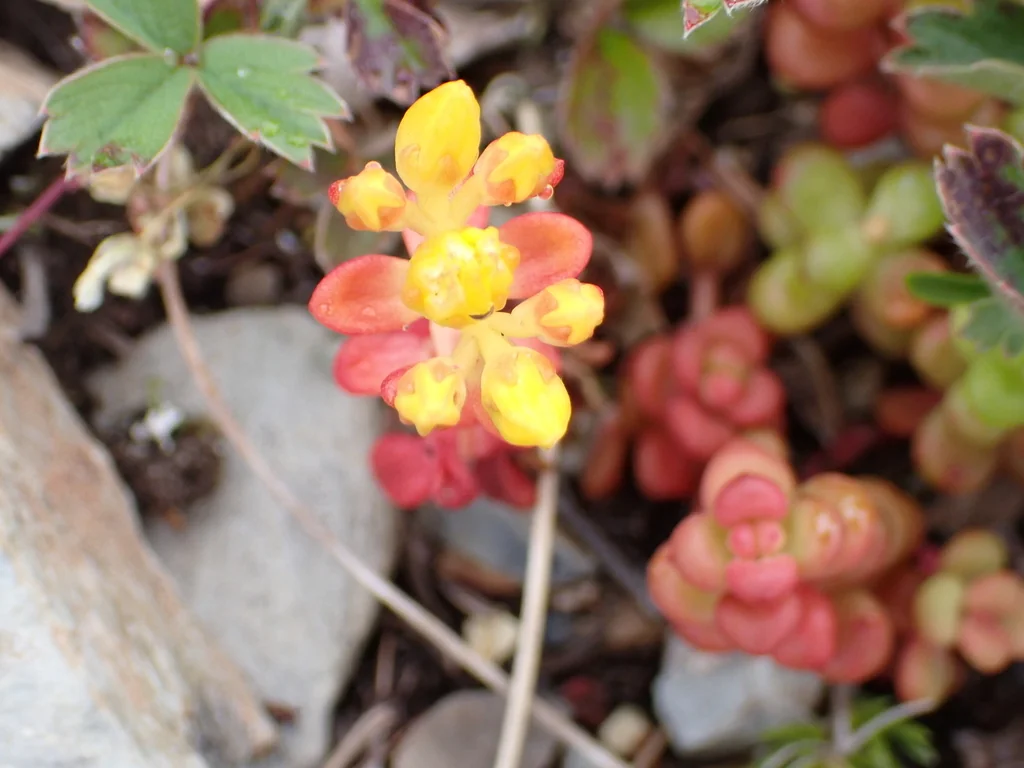 Sedum Divergens
