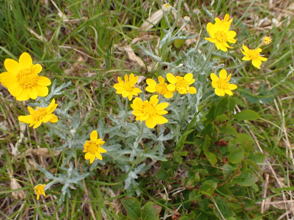 Eriophyllum Lanatum