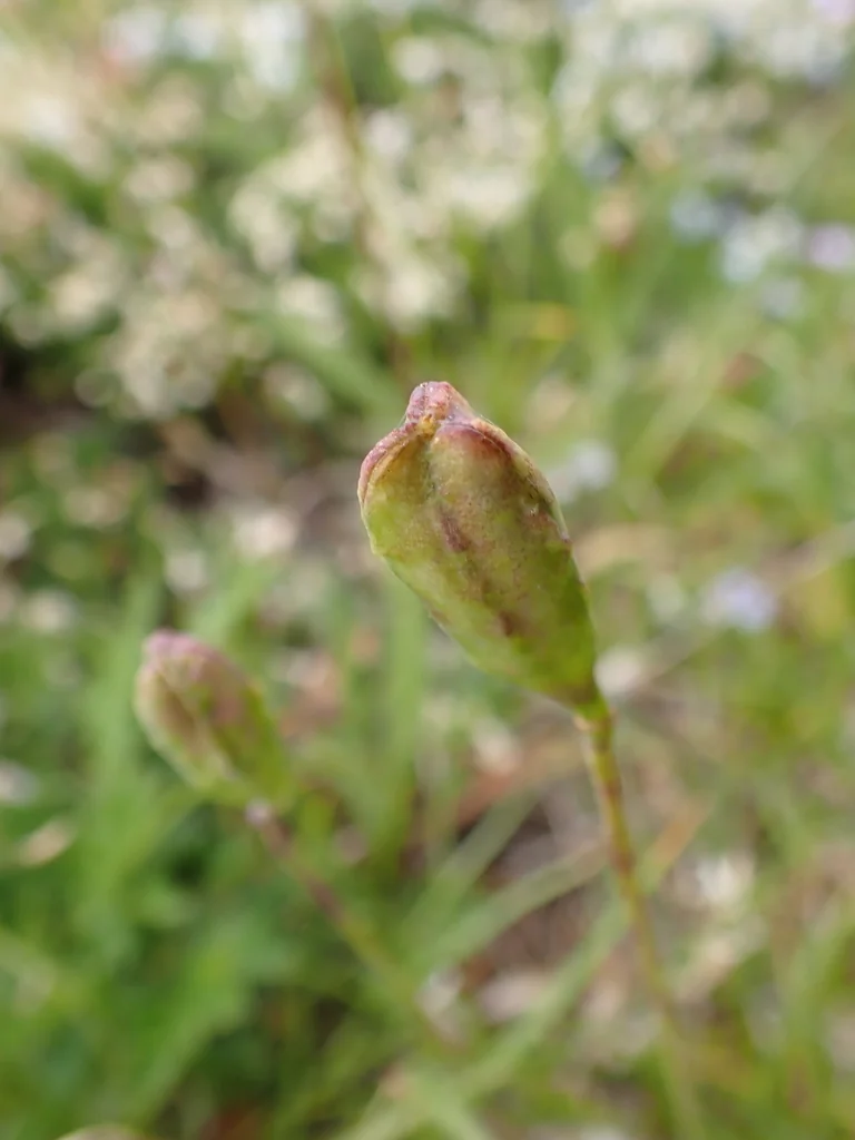 Erythronium Grandiflorum