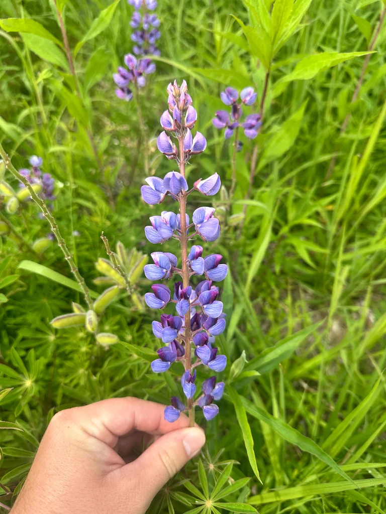 Lupinus Perennis