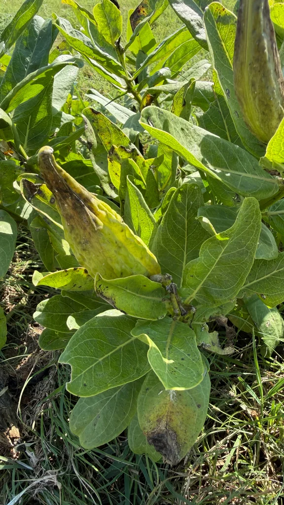 Asclepias Viridis