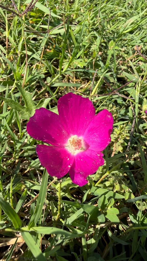 Callirhoe Involucrata