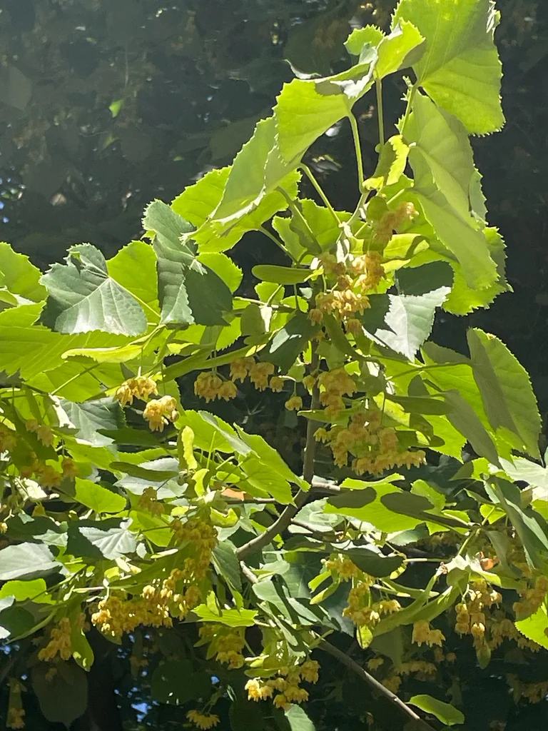 Tilia Tomentosa