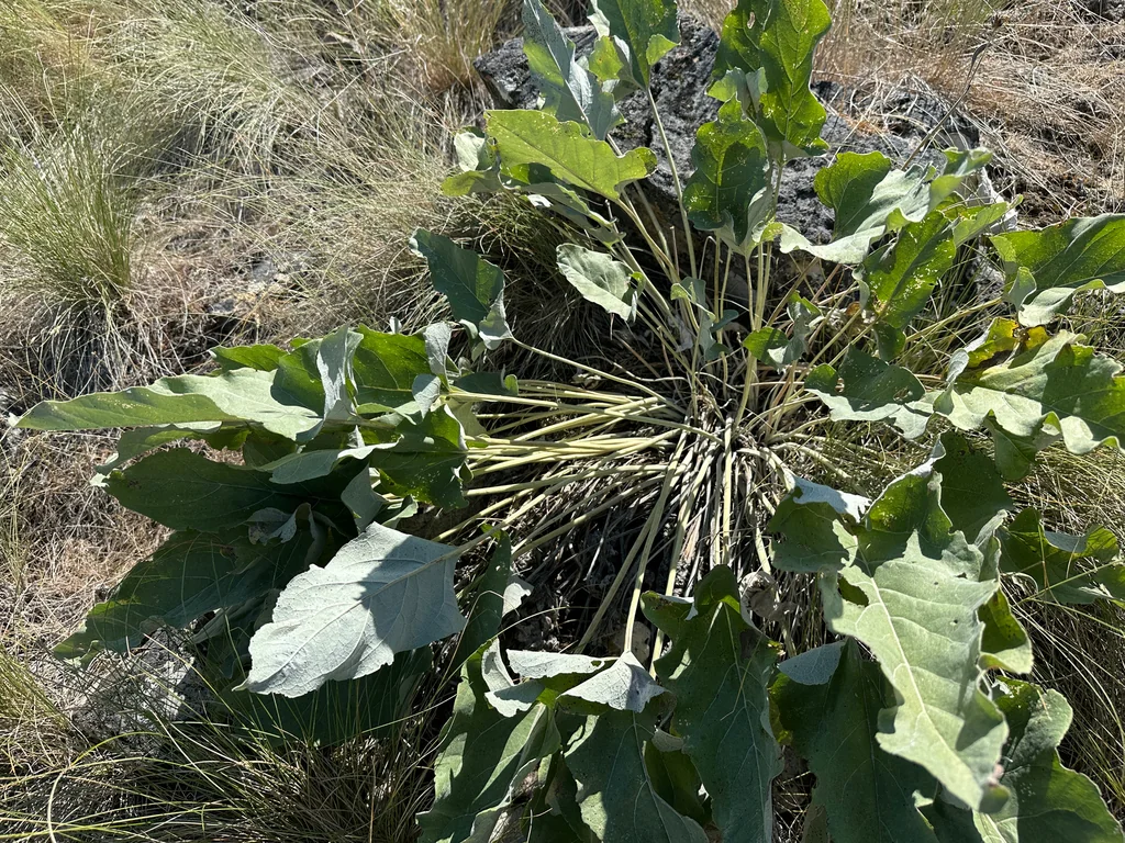 Balsamorhiza Sagittata