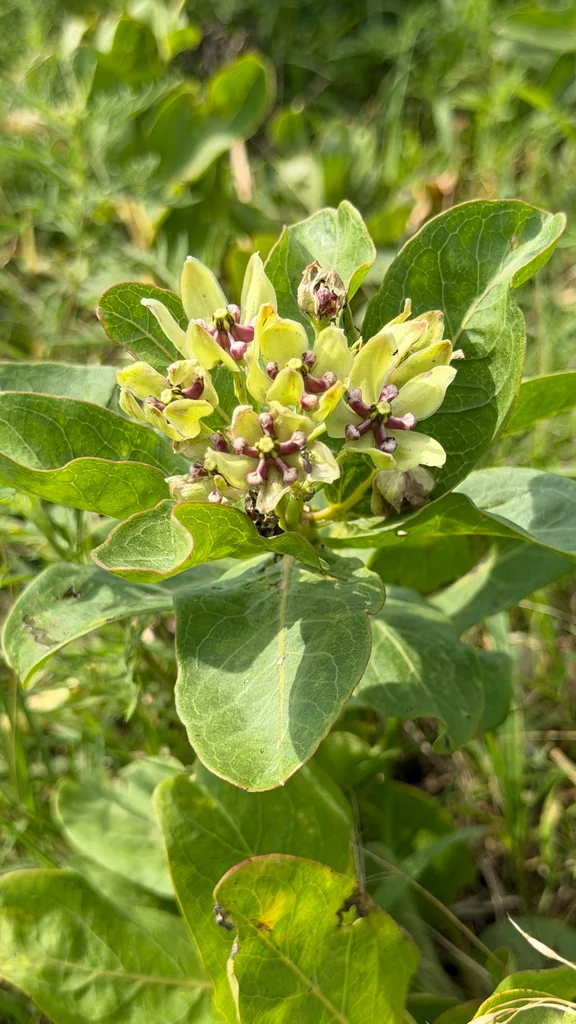 Asclepias Viridis