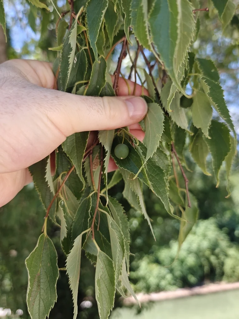 Celtis Australis